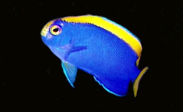 Centropyge resplendens